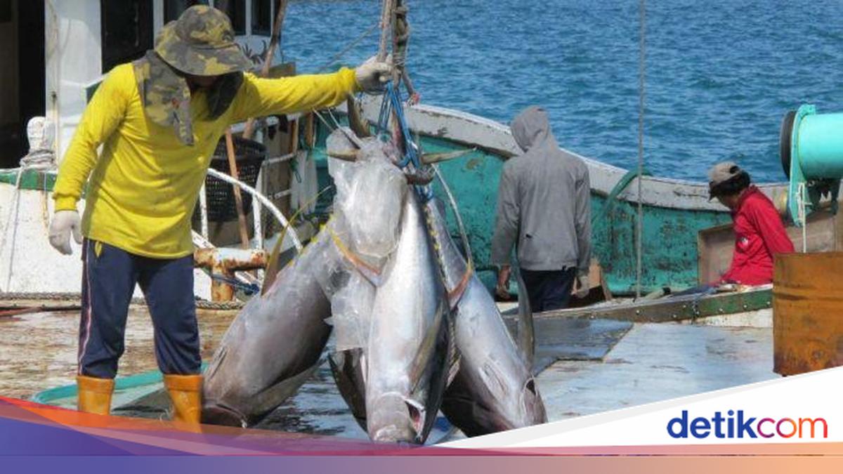 Indonesia’s southern bluefin tuna quota rises to 1,670 tonnes a year