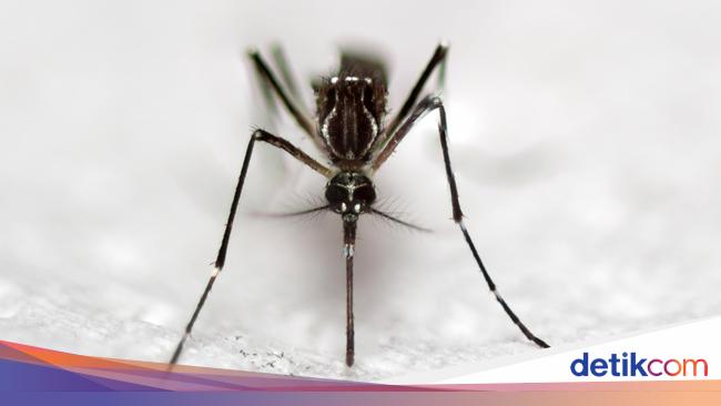 Begini Cara Mengatasi Gigitan Berbagai Jenis Serangga Begini Cara Mengatasi Gigitan Berbagai Jenis Serangga