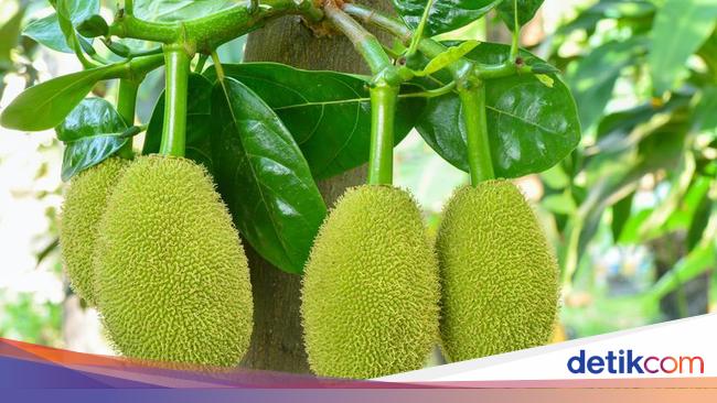 Ini Cara Tepat Mengolah Nangka Muda