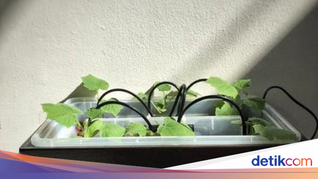 Sensor IoT Mudahkan Menanam Timun Jepang