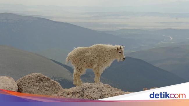 Mountain goats can climb cliffs without falling, how do you do it?