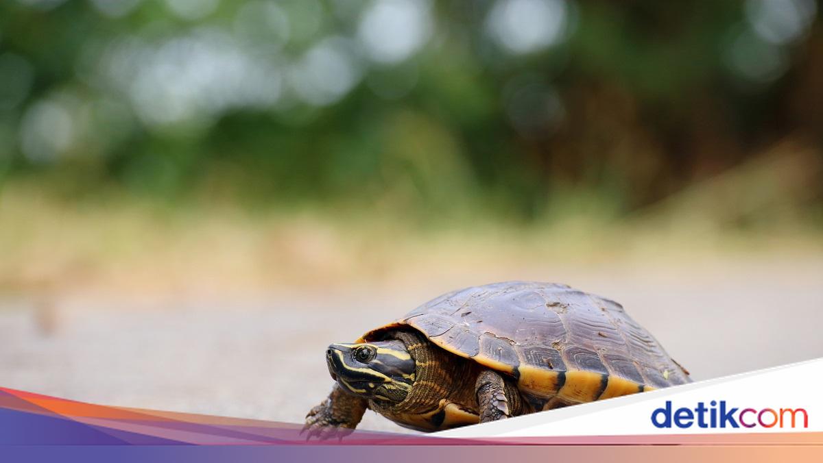 China Warns of Foreign Spy Animals Used for Underwater Surveillance