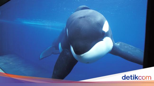 Spooky, 2 Killer Whales Kill 19 Sharks and Eat Their Hearts