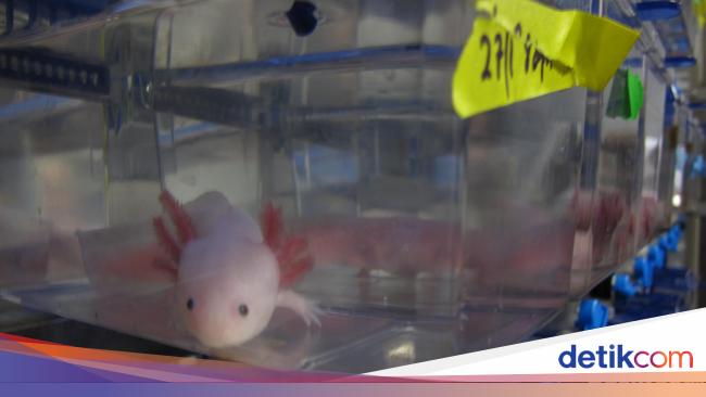 Hewan Hewan Sakti Ini Simpan Rahasia Menumbuhkan Organ Yang Putus Hewan Hewan Sakti Ini Simpan Rahasia Menumbuhkan Organ Yang Putus