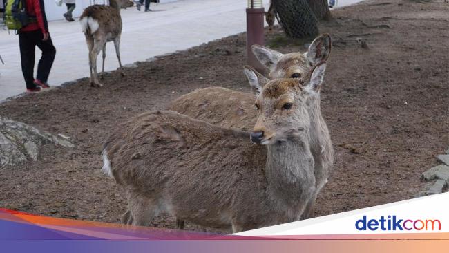 Di Australia Penis Rusa Marak Ditawarkan Jadi Obat Kuat