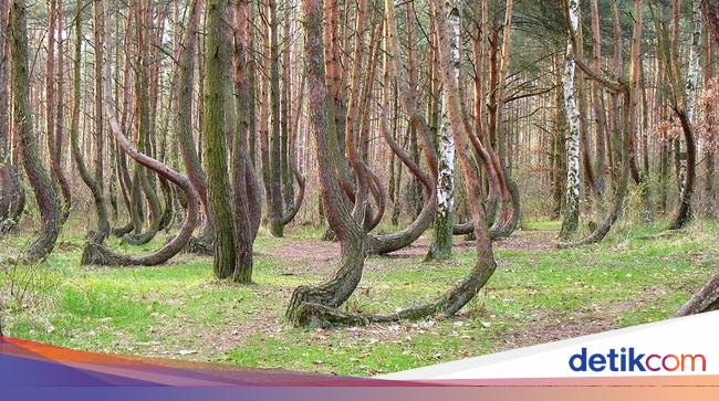 Ada Hutan Penuh Pohon Bengkok Nan Misterius di Polandia