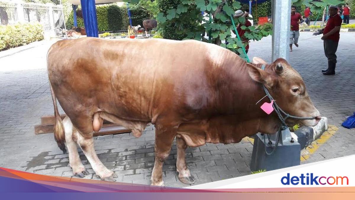 Kejar Target Swasembada, Sapi-sapi 'Raksasa' Perlu Dikembangkan di RI