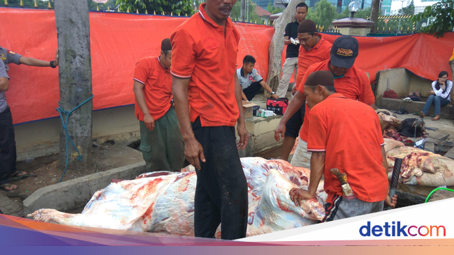 Hendak Diangkut, Satu Sapi Kurban Lepas di Lapangan 