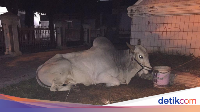 Presiden Jokowi Kurban Sapi Limousin di Masjid Agung Serang