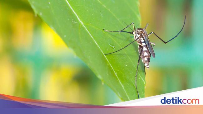 11 Tanaman Pengusir Nyamuk Alami Untuk Di Rumah