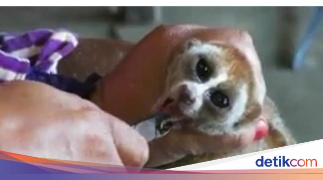 Video Kukang Dicabut Taringnya Beredar Bksda Kalbar Kami Razia Terus