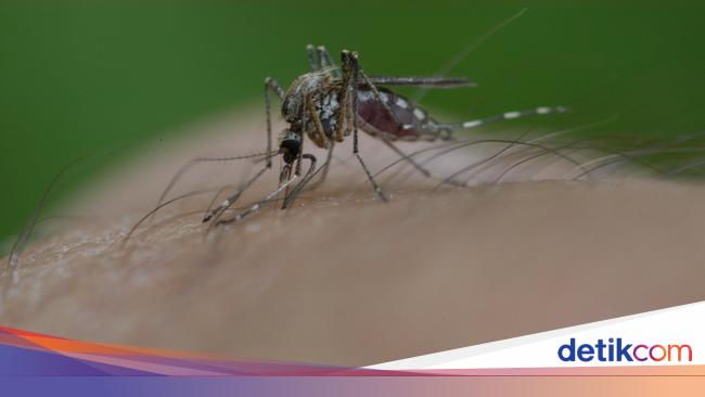 Bekas Gigitan Nyamuk Menghitam Dan Sulit Hilang Bisa Jadi Ini Sebabnya Bekas Gigitan Nyamuk Menghitam Dan Sulit Hilang Bisa Jadi Ini Sebabnya