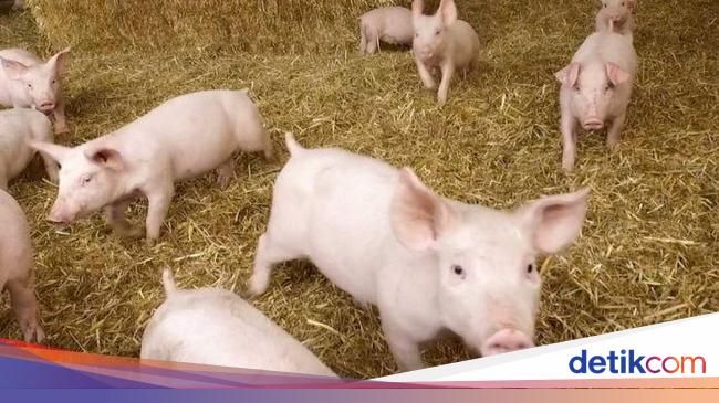 11 largest pork producing countries in the world 2023