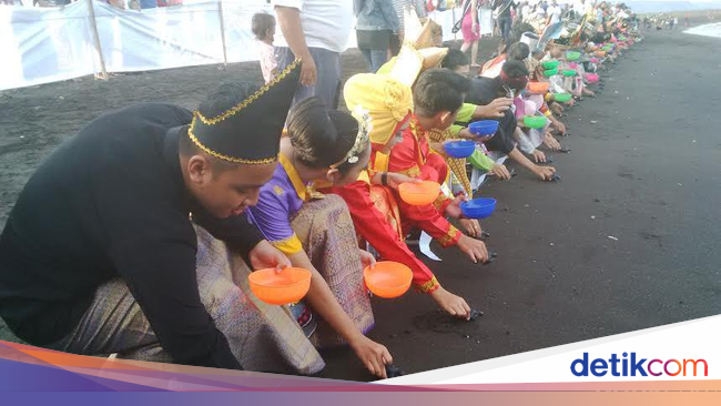 Ratusan Relawan Berpakaian Adat Lepas Tukik di Pantai Boom