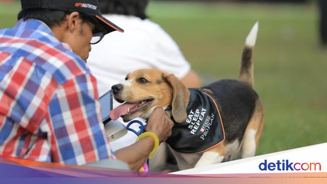 Studi Buktikan Anjing Bisa 'Memahami' Kata-kata dari Objek Mainan, Ini ...
