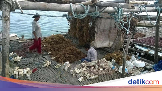 Yuk, Belajar Tambak Rumput Laut di Wakatobi