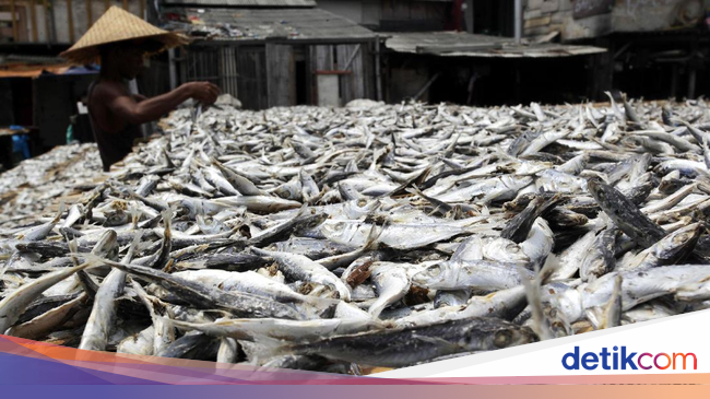 Melihat Proses Pengeringan Ikan  Asin  di Muara Baru