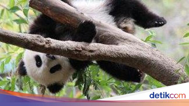 Tiba di China Panda Kelahiran Amerika Tidak Mau Makan 
