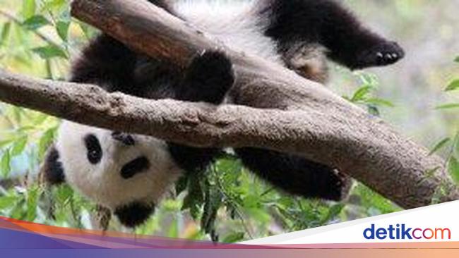 Tiba di China Panda Kelahiran Amerika Tidak Mau Makan Tiba di China Panda Kelahiran Amerika Tidak Mau Makan