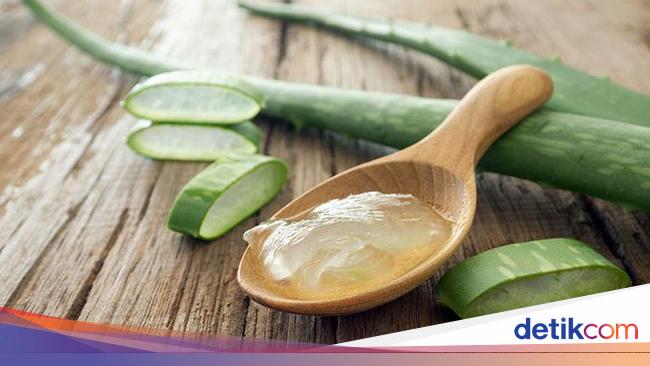 7 Khasiat Lidah Buaya Yang Belum Banyak Orang Tahu 7 Khasiat Lidah Buaya Yang Belum Banyak Orang Tahu