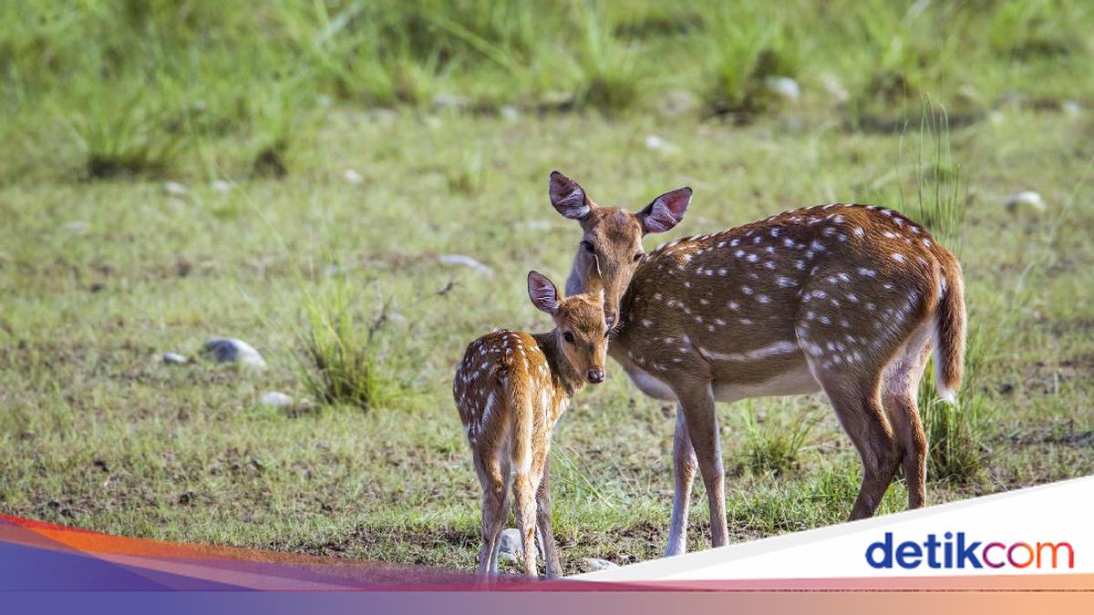 Hewan Ruminansia Punya 4 Bagian Lambung, Apa Saja Contohnya?