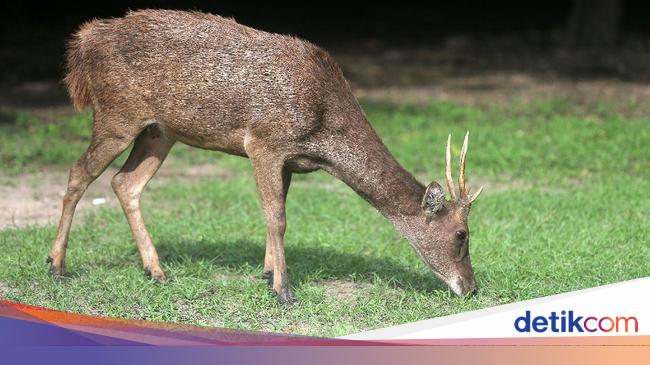 Klhk Perburuan Rusa Sudah Mengkhawatirkan Klhk Perburuan Rusa Sudah Mengkhawatirkan