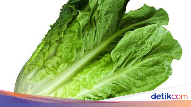 Romaine Lettuce Juga Enak Dipanggang untuk Salad  Ini 