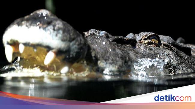 Nahas! Kakek Wasim Tewas Diterkam Buaya di Sungai Lampung