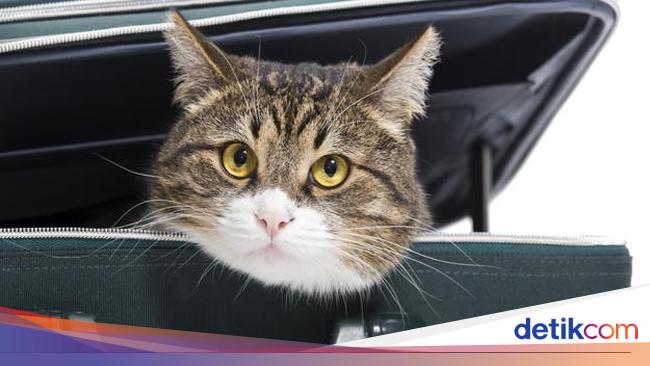 Virus Flu Burung Langka Jangkiti Kucing Di New York