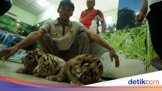 Lucunya 3 Anak Harimau yang Baru Lahir di Bonbin Semarang