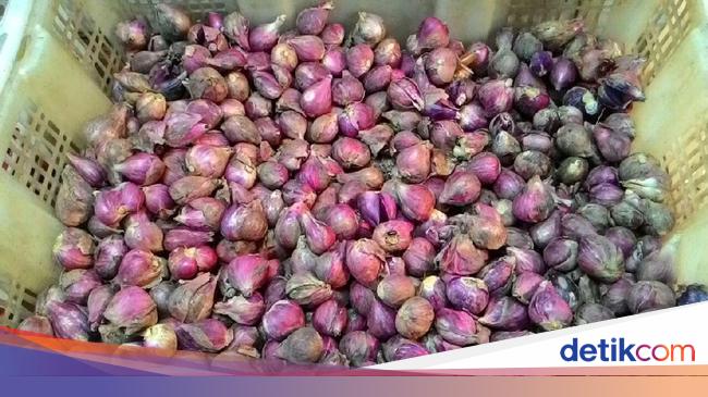 Bawang Merah Tembus Rp 52 000 Kg Kementan Something Is Wrong