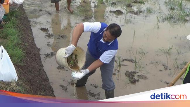 Petani Di Jombang Basmi Tikus Pakai Popok Bayi