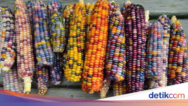 Ini Sayur Tercantik di Dunia, Jagung dengan Warna Pelangi