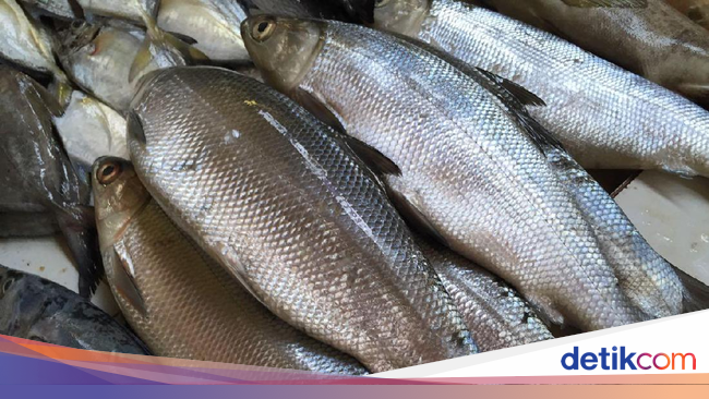 Mau Beli Bandeng Segar? Kenali Dulu Ciri-cirinya Mau Beli Bandeng Segar? Kenali Dulu Ciri-cirinya