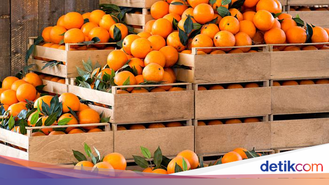 Sebelum Membeli Ini Harga Jeruk Santang Hingga Ponkam di Sebelum Membeli Ini Harga Jeruk Santang Hingga Ponkam di
