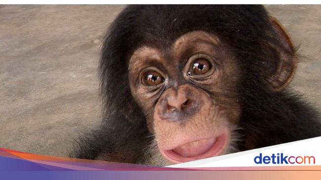 Tempat Perlindungan Khusus Bagi Hewan Langka Disebut Sederet Tempat