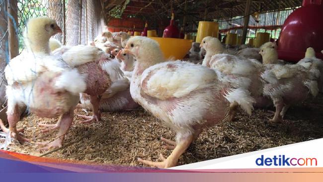 Harga Ayam Di Peternak Rp 12 000 Ekor Sampai Di Pasar Rp 35 000 Ekor