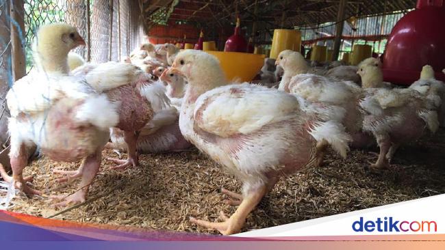 Harga Ayam Anjlok Di Tengah Corona Peternak Terancam Gulung Tikar