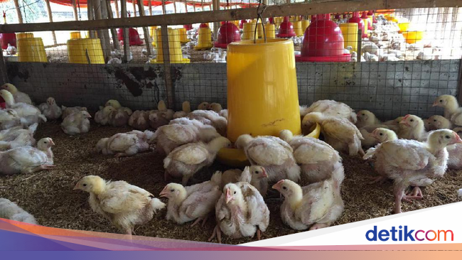 Peternak Sebut Harga Ayam Anjlok Karena Operasi Pasar