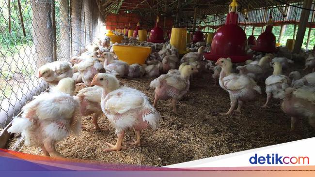 iHargai Ayam iSudahi Naik iJadii Rp 21 000 Kg di Tingkat Peternak