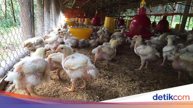 iHargai Ayam iSudahi Naik iJadii Rp 21 000 Kg di Tingkat Peternak iHargai Ayam iSudahi Naik iJadii Rp 21 000 Kg di Tingkat Peternak