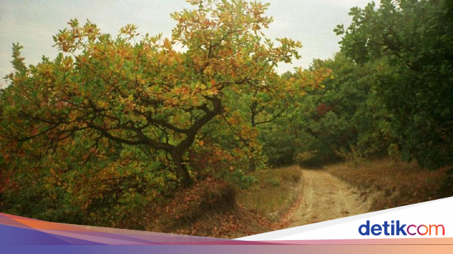 Hutan Berhantu di Eropa yang Konon Punya Gerbang ke Dunia Lain