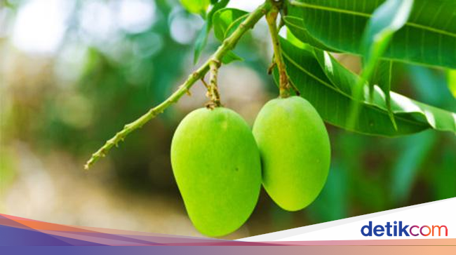 Selain Buahnya Manis Segar, Daun Mangga Juga Punya 10 Khasiat Sehat 1