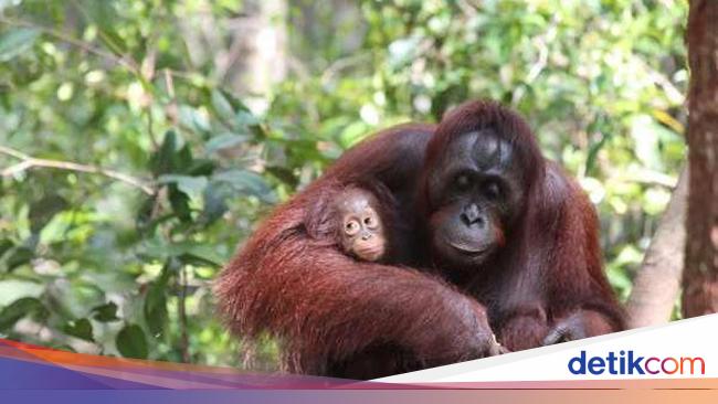 Mampir Ke 6 Taman Nasional Ini Bikin Kamu Lebih Peduli Alam