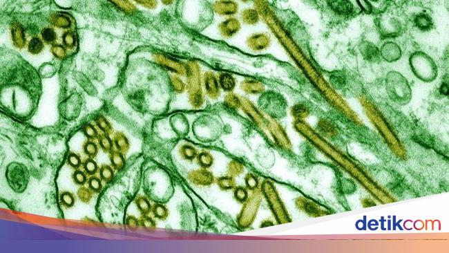16 Penyakit Pada Manusia Yang Disebabkan Oleh Virus Halaman All Kompas Com