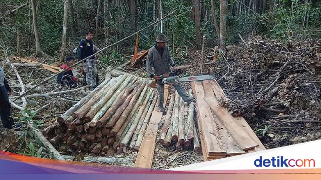 Illegal logging adalah