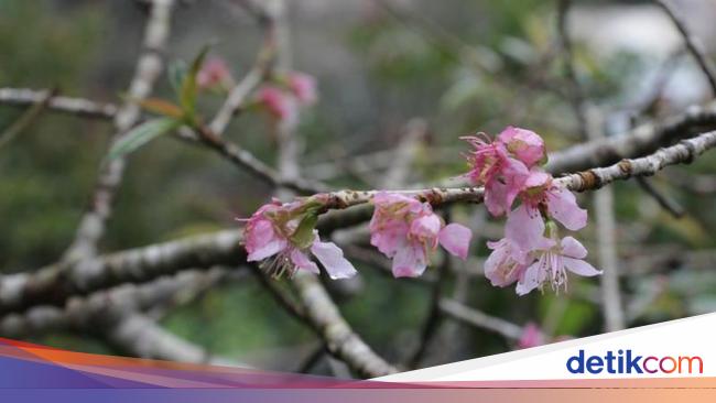 Cuaca Ekstrem Bunga Sakura Di Cibodas Belum Kunjung Mekar