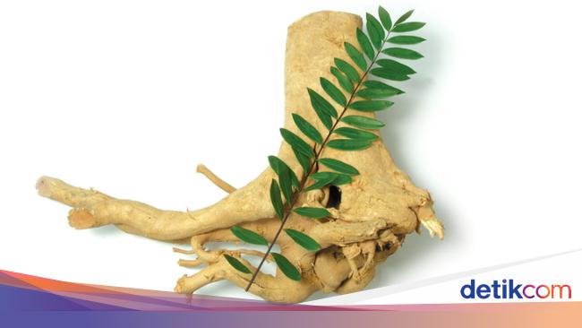 pokok herba untuk lelaki pokok herba untuk lelaki