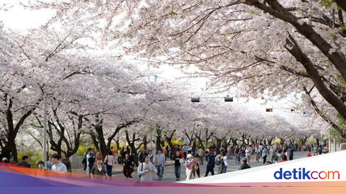 Ada Beasiswa Kuliah Gratis di Korea, Dapat Uang Saku hingga Asrama! Ada Beasiswa Kuliah Gratis di Korea, Dapat Uang Saku hingga Asrama!