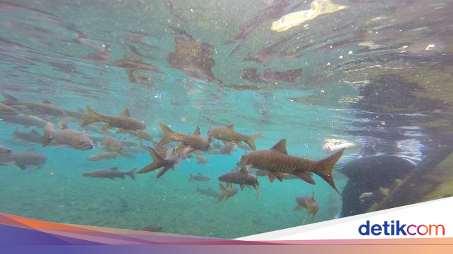 Hal Mistis Kolam Banyu Biru Pasuruan Malah Jadi Penarik Turis